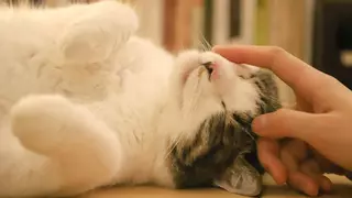 Ni "pss, pss" ni "ksksksks": un estudio te enseña a llamar a tu gato para que te haga caso