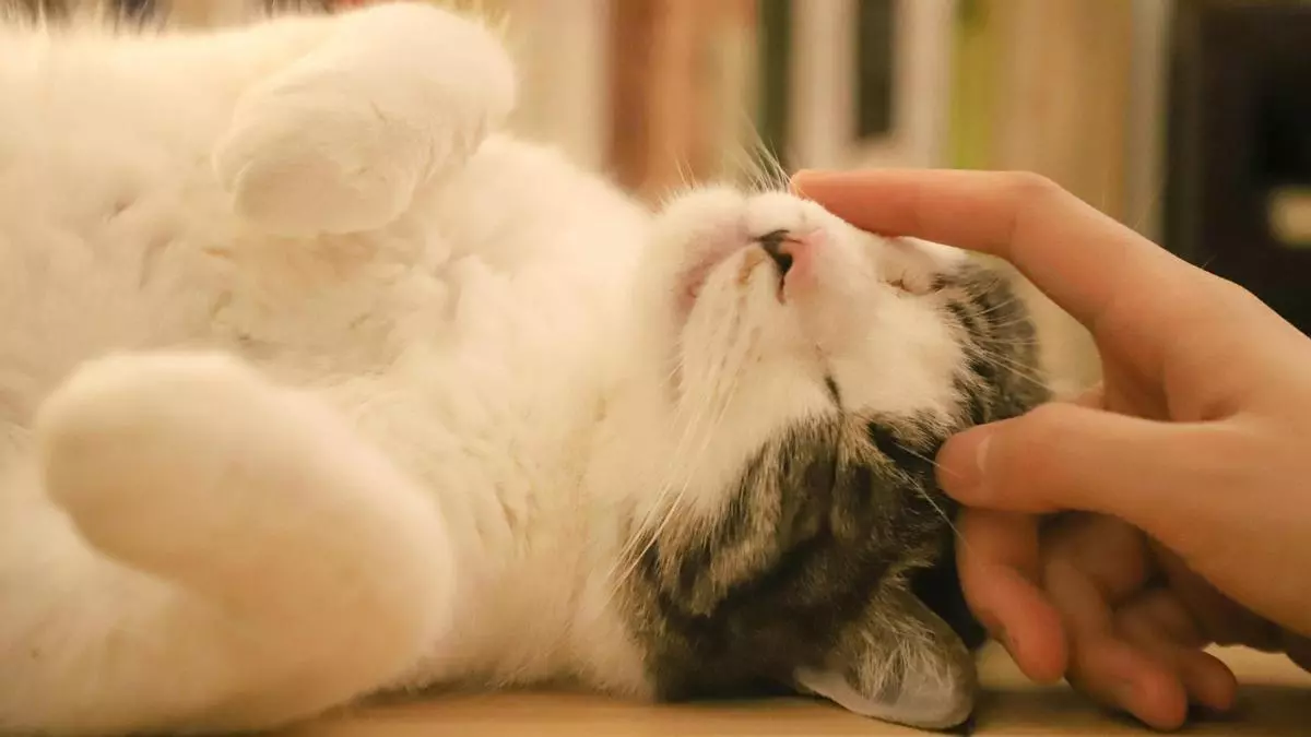 Ni "pss, pss" ni "ksksksks": un estudio te enseña a llamar a tu gato para que te haga caso