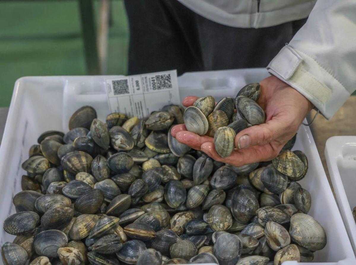 La almeja es un bien preciado venido a menos y amenazado. | IÑAKI ABELLA
