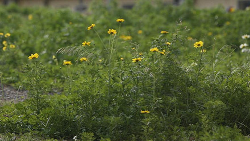 Flores en primavera.