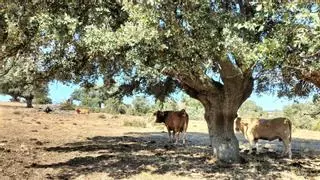 Un foco de EHE en Verín, el segundo en España, pone en alerta a los ganaderos zamoranos