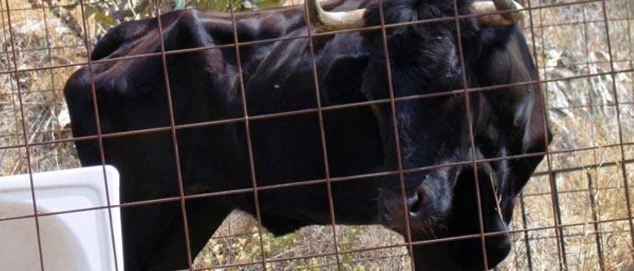 Toros que viven entre chalés