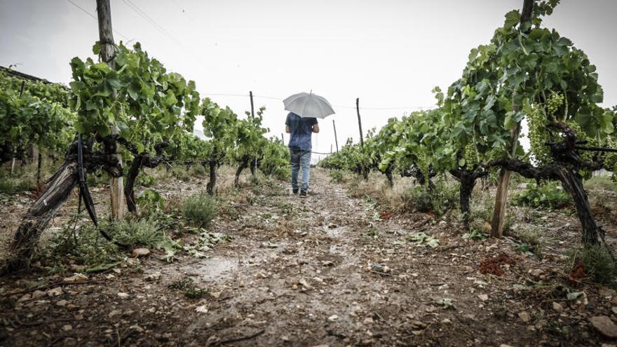 Los viñedos del Medio Vinalopó han recibido un aporte hídrico extra con las lluvias caídas desde la tarde del martes