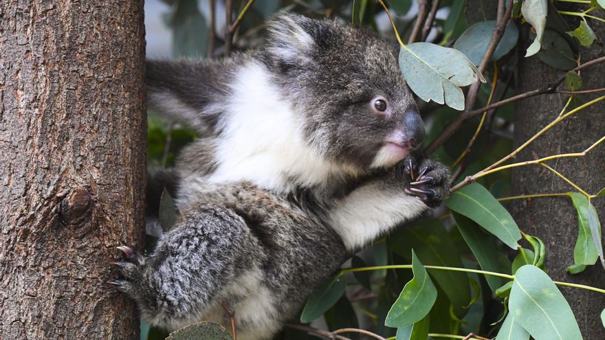 El koala, uno de los animales señalados como amenazados por los autores del estudio.