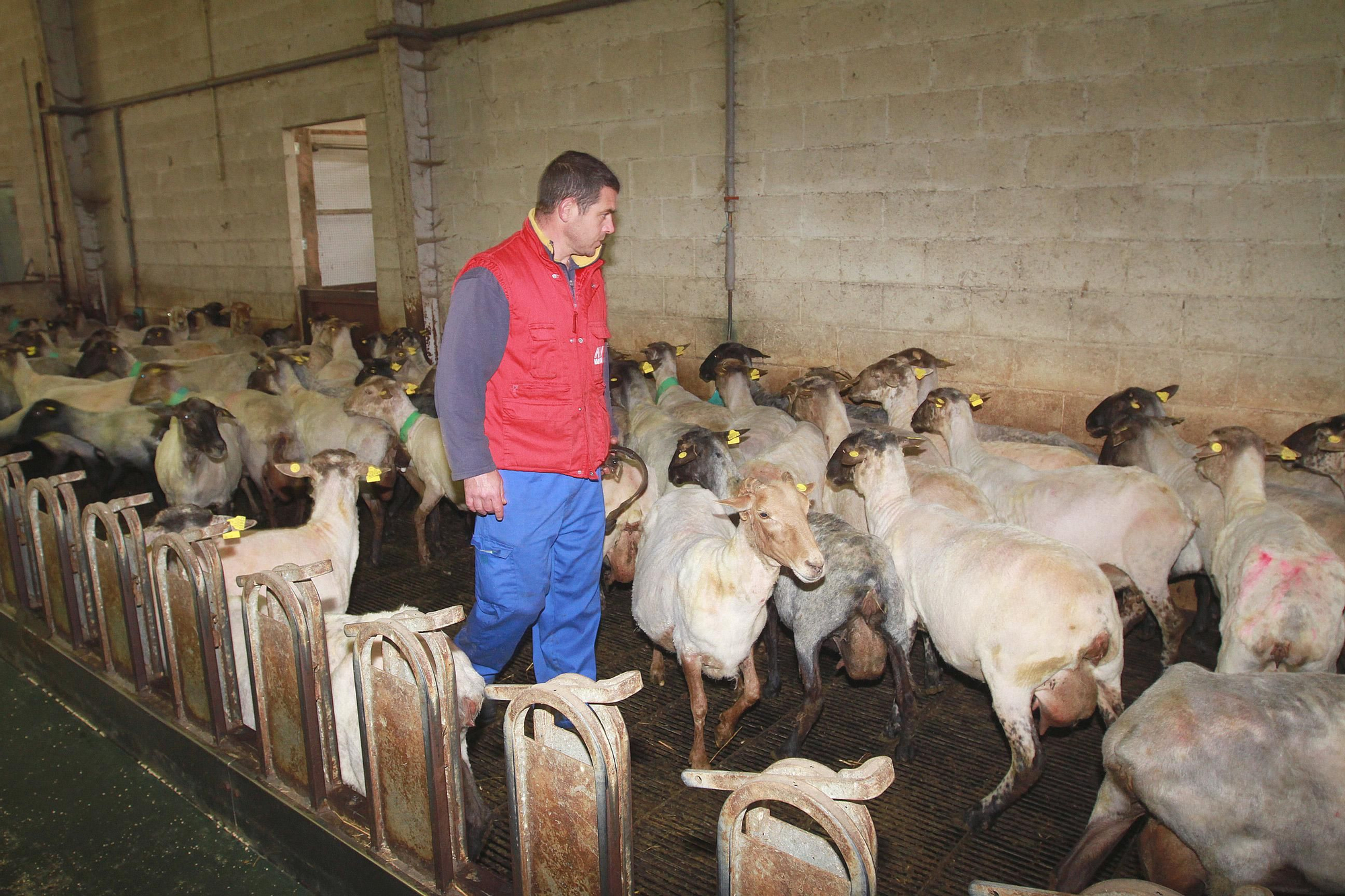 Ovejas ya esquiladas en el establo del Ecoespazo do Rexo. // IÑAKI OSORIO