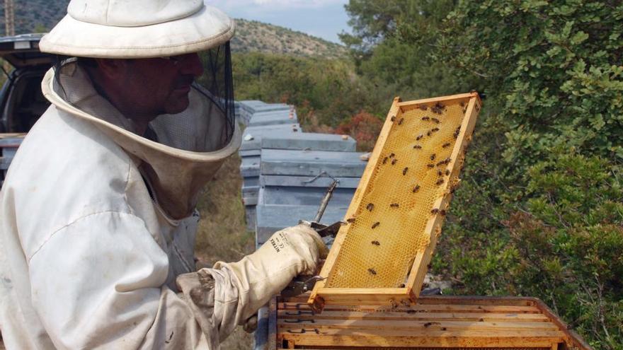 Apicultores de la provincia pierden más del 50 % de la población de abejas y de miel