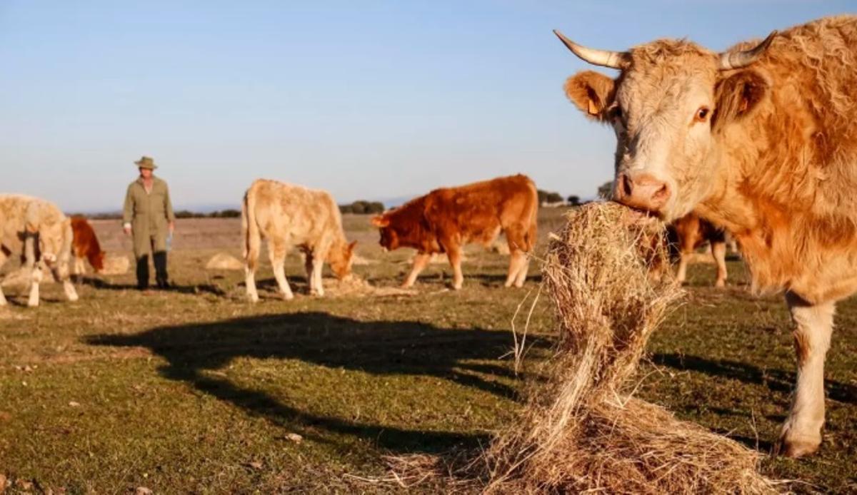 Ganado vacuno en una explotación de Extremadura.