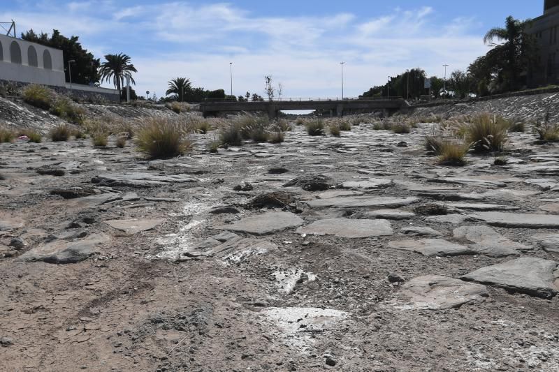 Acumulación de mosquitos en la Charca de Maspalomas