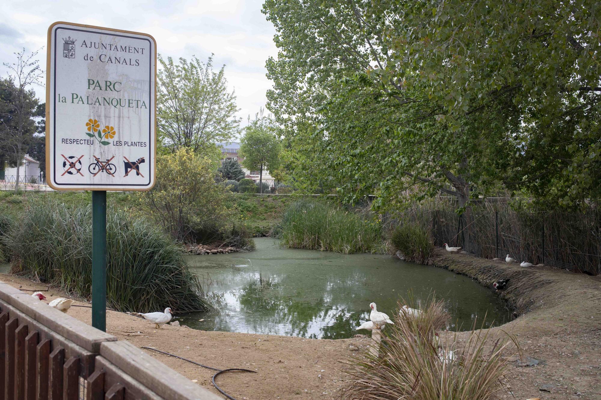 La insalubridad impera en la "charca artificial" de Canals