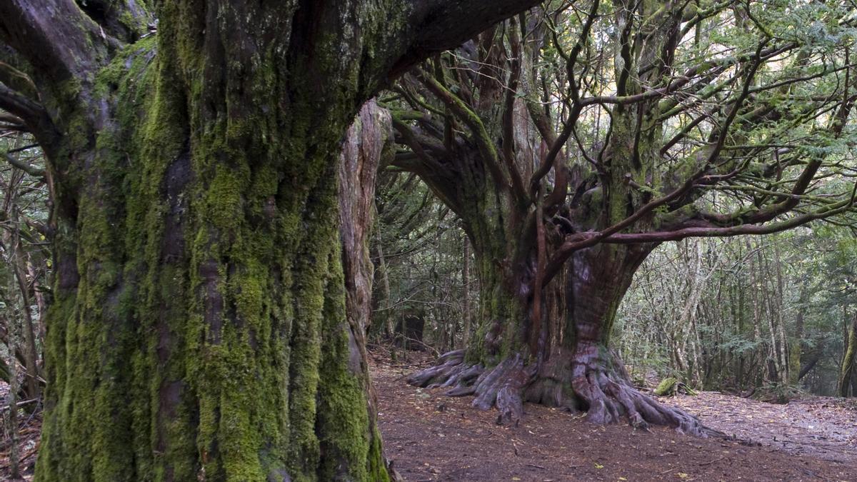 Bosque del Tejedelo