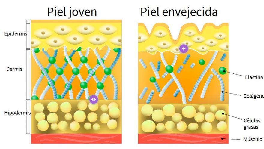 La piel es un tejido vivo en continua transformación. Es el órgano más grande, el más expuesto a las inclemencias y el más elástico