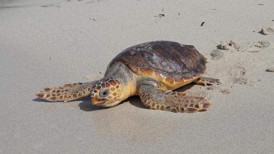 Liberan tres tortugas marinas en el Parque Natural es Trenc tras curarlas