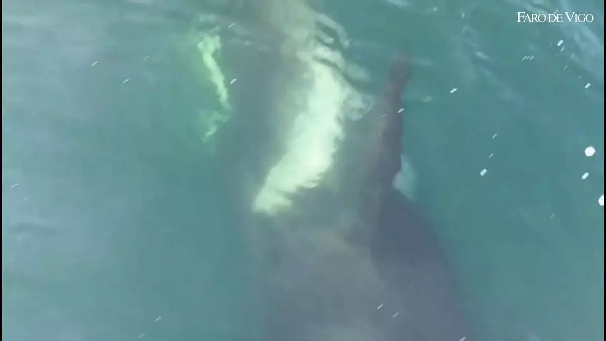 Las orcas cercan las Rías Baixas
