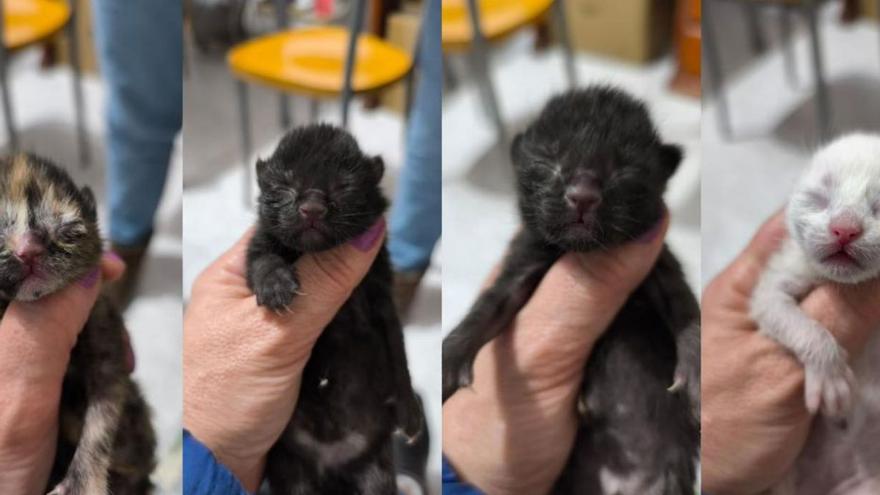 El abandono de crías de gato desborda las protectoras arousanas