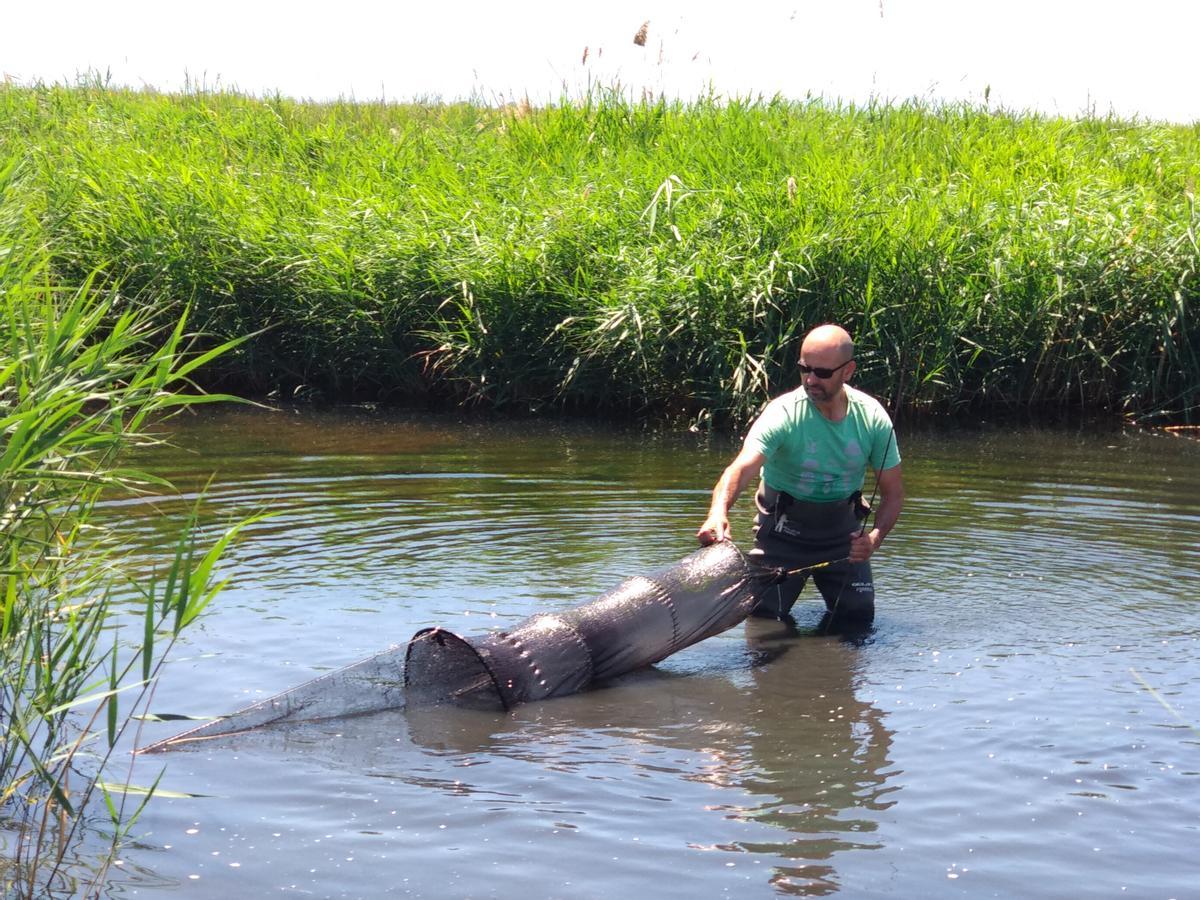 Pruebas realizadas para comprobar la presencia de la rana toro.