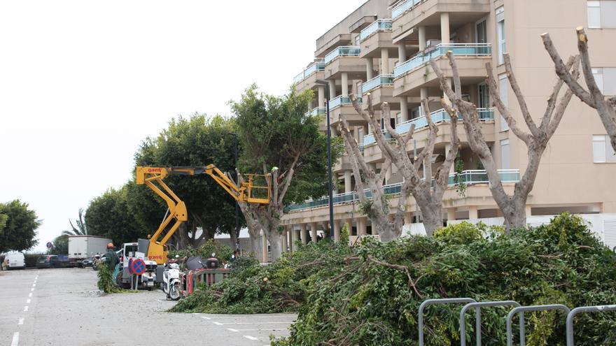 Vecinos de Ibiza: Platja d’en Bossa se queda sin verde tras una poda «criminal»