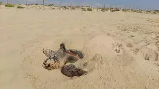 Espectacular desove de una tortuga boba en Guardamar del Segura