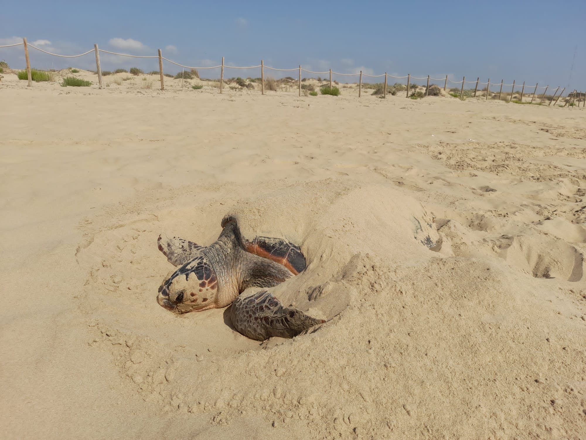 Espectacular desove de una tortuga boba en Guardamar del Segura