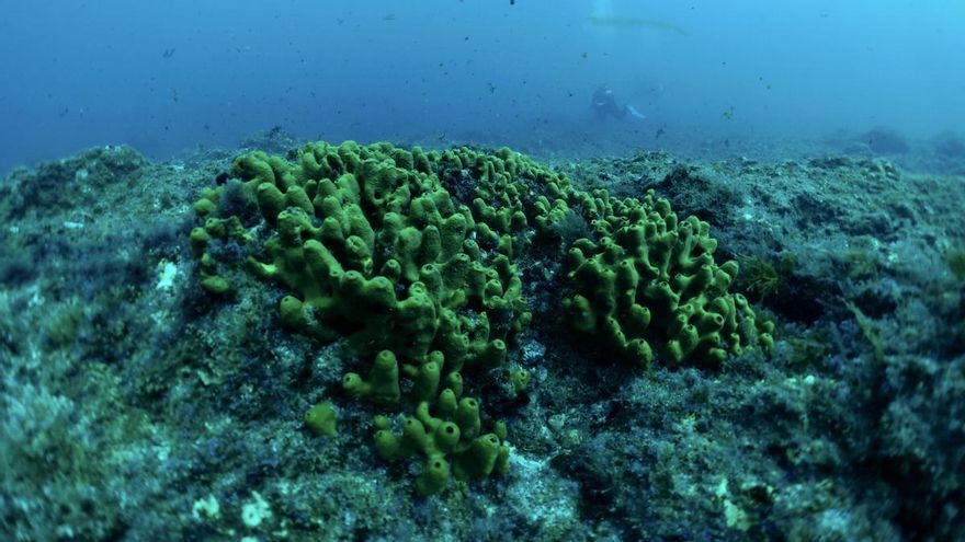 De buceo por San Juan de la Rambla sin levantarse del sofá