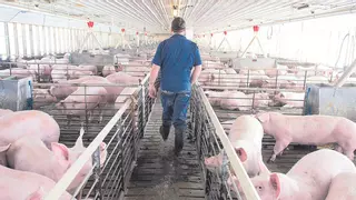 La ley de bienestar animal pone en jaque a las 450 granjas de cerdos de Castellón