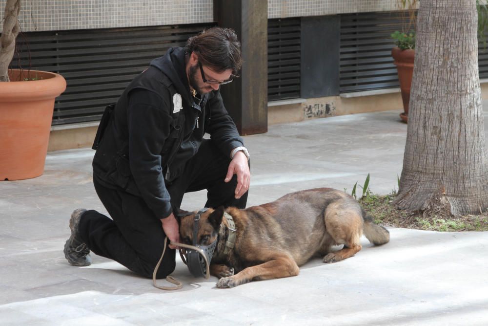 Exhibición canina en la Asamblea regional