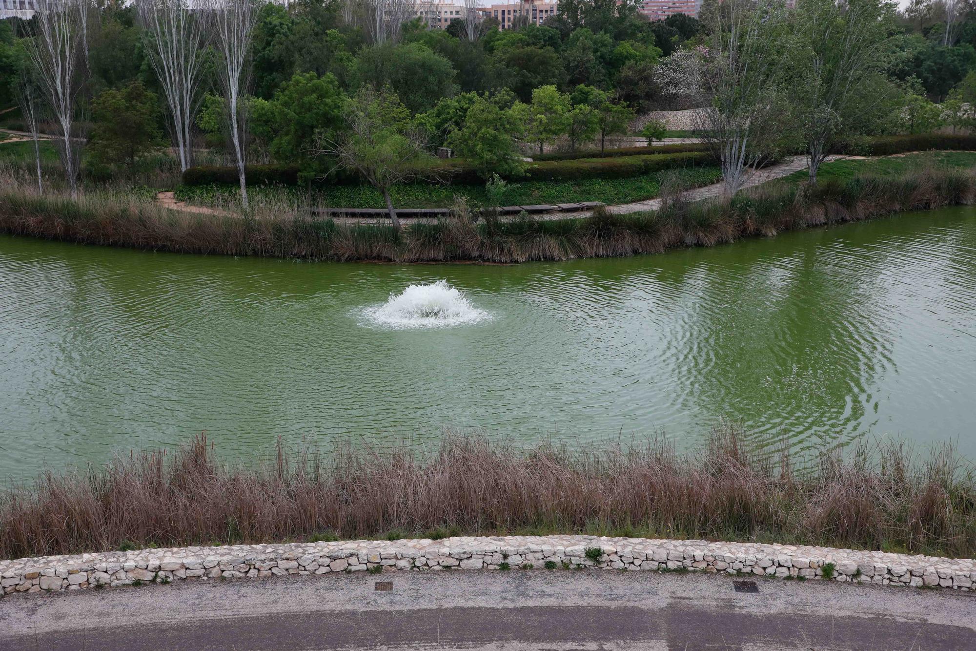 Agua teñida de verde en el Parque de Cabecera