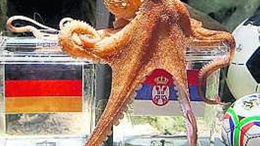 Secuencia del pulpo «Paul» en su pecera del acuario Sea Life en Oberhausen, Alemania, pronosticando el vencedor de cada encuentro. / efe