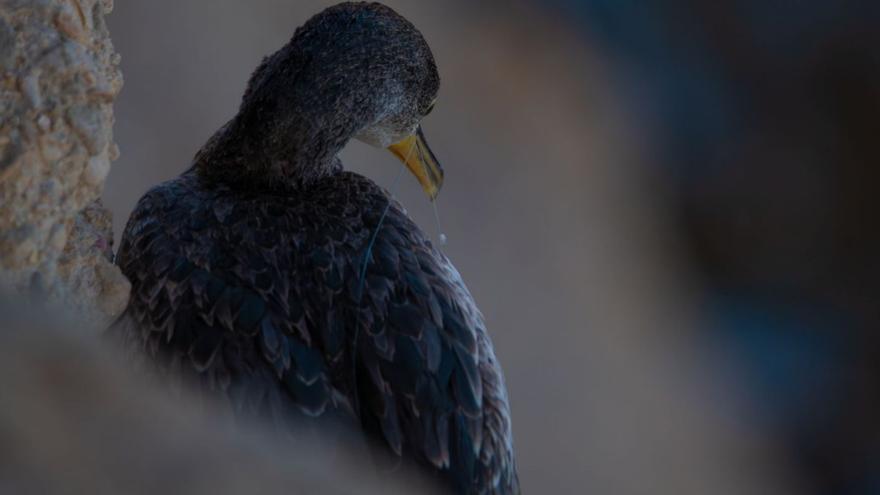 Un cormorán, atrapado por un sedal en la zona de Cap Blanc | CAT