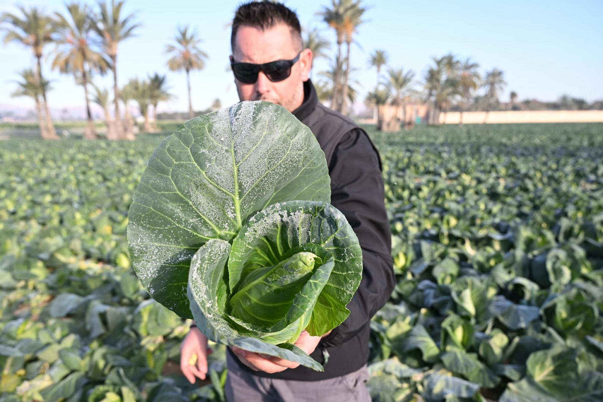 Así han amanecido muchos cultivos de la Vega Baja y el Camp d'Elx: bajo la escarcha