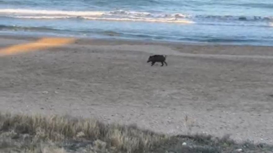 Vídeo: La visita inusual de un jabalí en una playa de Castellón que ha desconcertado a los vecinos