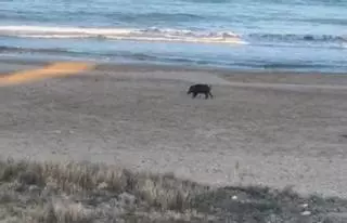 Vídeo: La visita inusual de un jabalí en una playa de Castellón que ha desconcertado a los vecinos