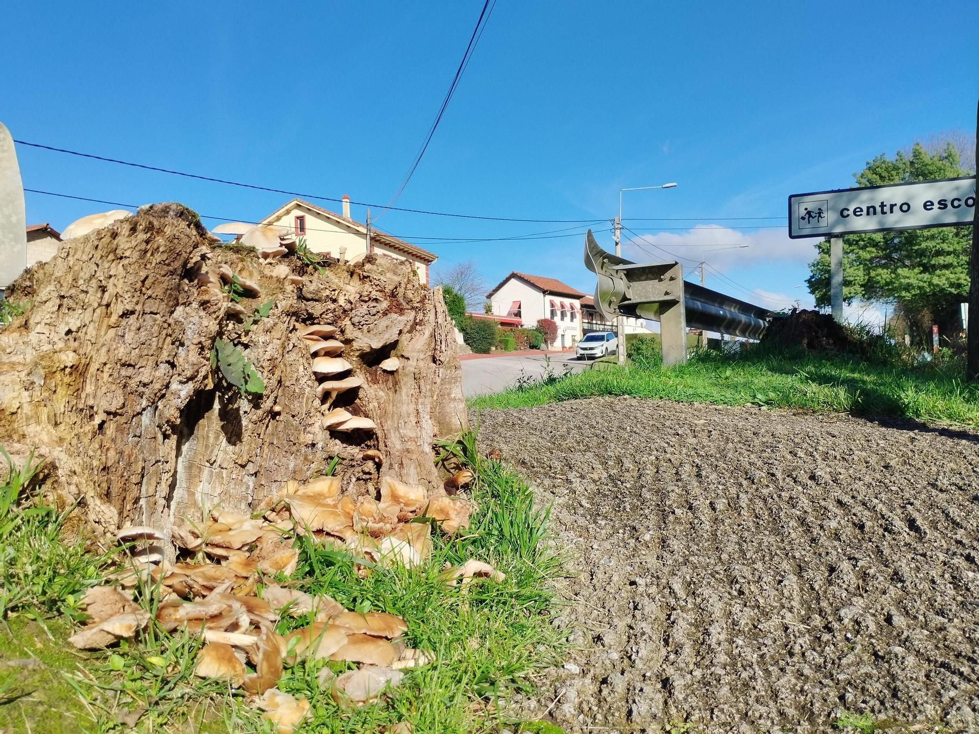 La ruta circular de Pruvia desde la urbanización de Soto de Llanera, en imágenes