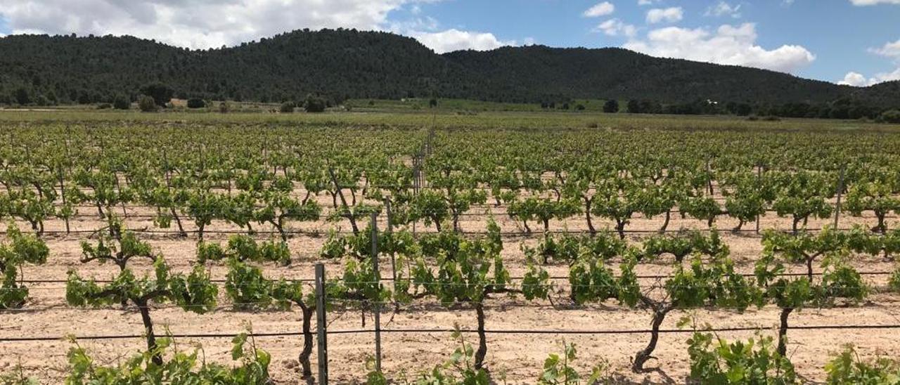 Un viñedo de Villena.