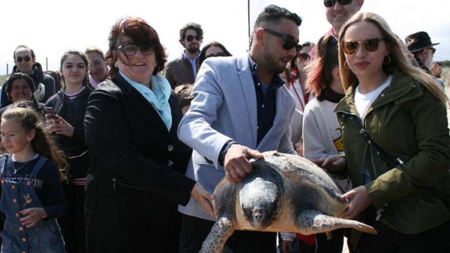 Suelta de una tortuga boba tras su recuperación en un centro de conservación.