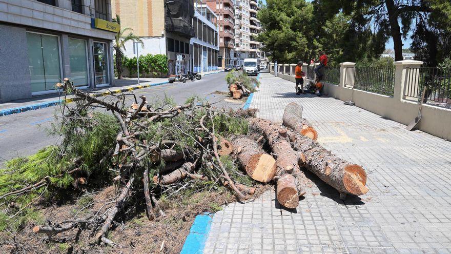 Adiós en Elche a dos pinos de grandes dimensiones de la ladera