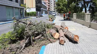 Adiós en Elche a dos pinos de grandes dimensiones de la ladera
