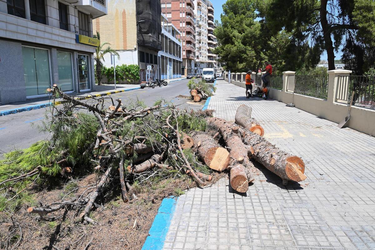 Los restos de los pinos que quedaban a mediodía de este jueves junto al puente de la Virgen.