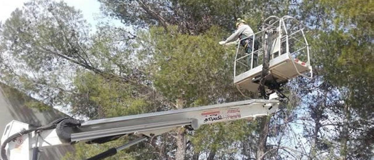 La plaga de la procesionaria pone en guardia a los ayuntamientos