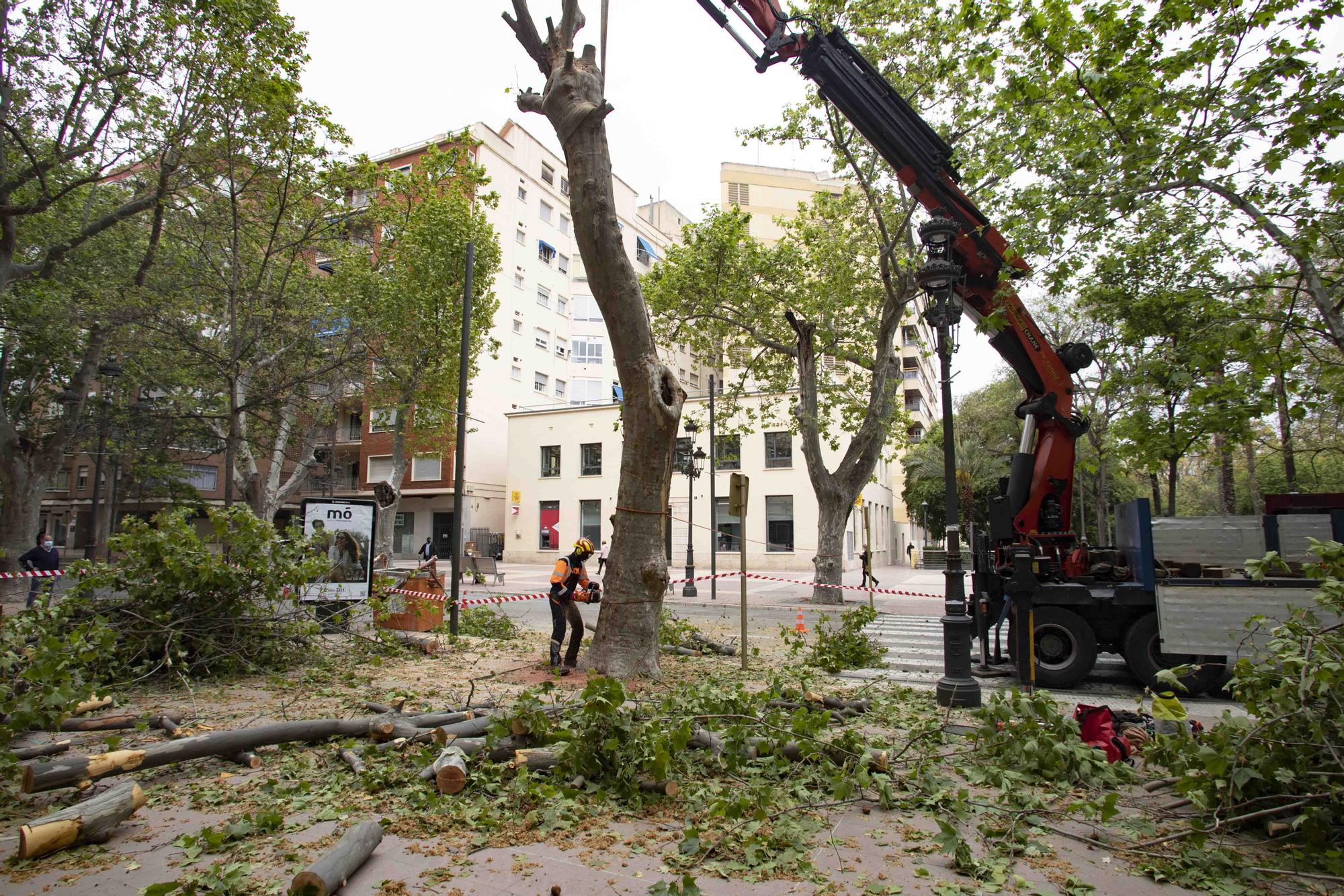 Talan cinco plataneros de grandes dimensiones en mal estado en la Albereda de Xàtiva