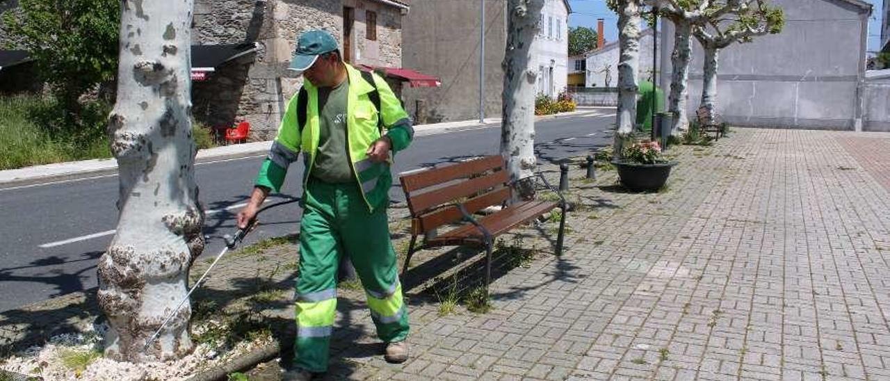 Un operario municipal aplica el biocida en el entorno de la Praza da Feira de A Bandeira.