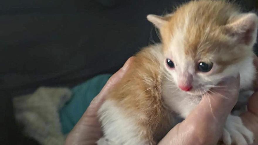 &quot;Pedimos a la gente que esterilice, hemos hallado casi 30 gatitos abandonados en contenedores en un mes&quot;