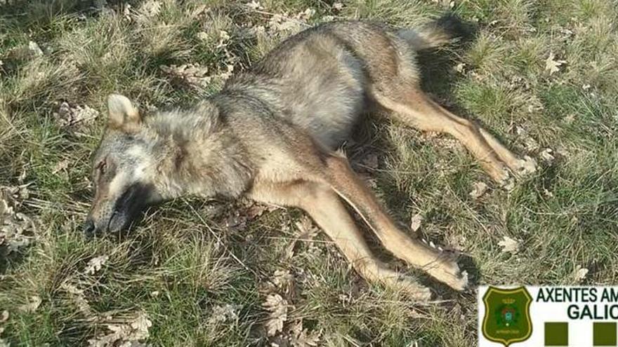 Ejemplar de la hembra de lobo hallada muerta por arma de fuego en Viana.