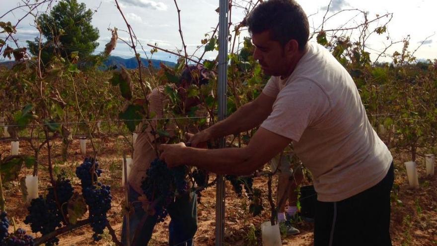 Bodega Les Useres espera una gran cosecha