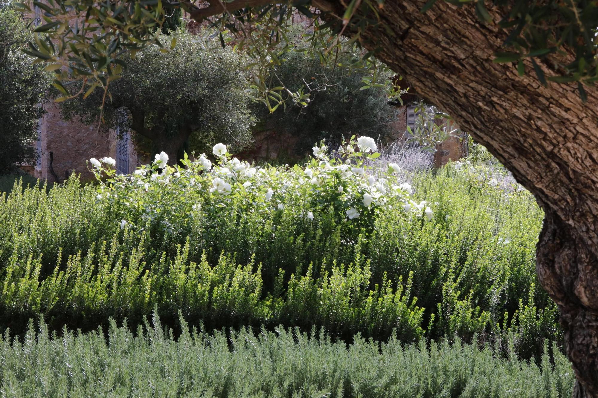 Ein Garten auf Mallorca ganz in Öko