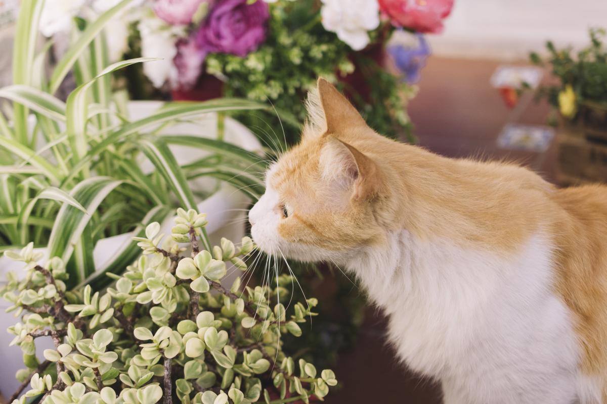 verdeesvida :: Los gatos y las plantas: beneficiosas, excitantes, repelentes  y tóxicas