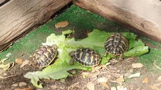 La sequera avança el naixement de tortugues mediterrànies a l'Albera i provoca la mort d'algunes cries