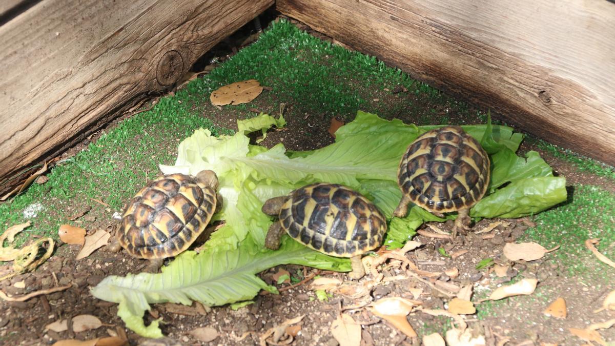 Tortugues mediterrànies juvenils al CRT de l'Albera