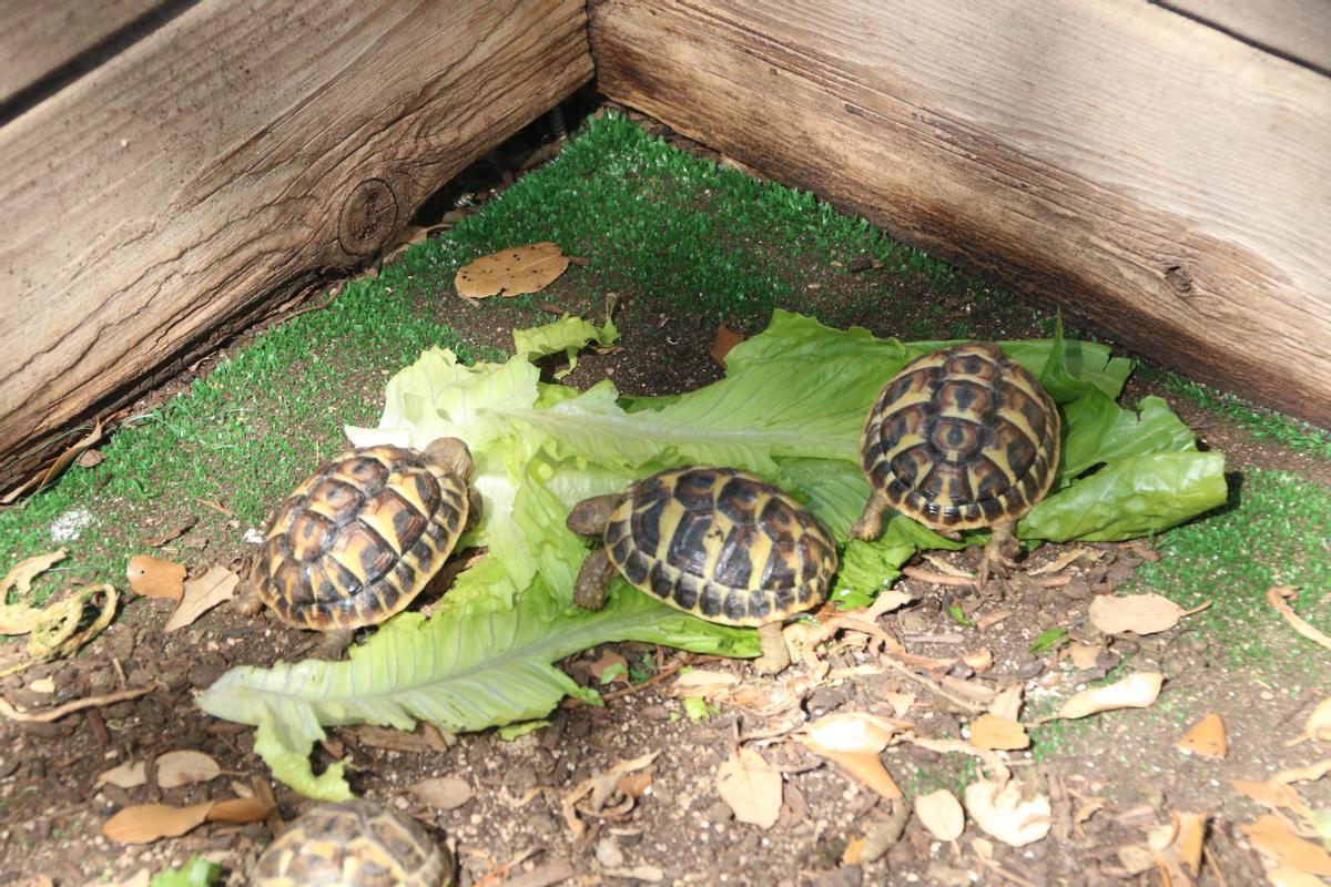 Tortugues mediterrànies juvenils al CRT de l'Albera