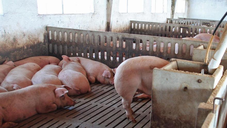 Cerdos en una explotación de la provincia de Zamora.