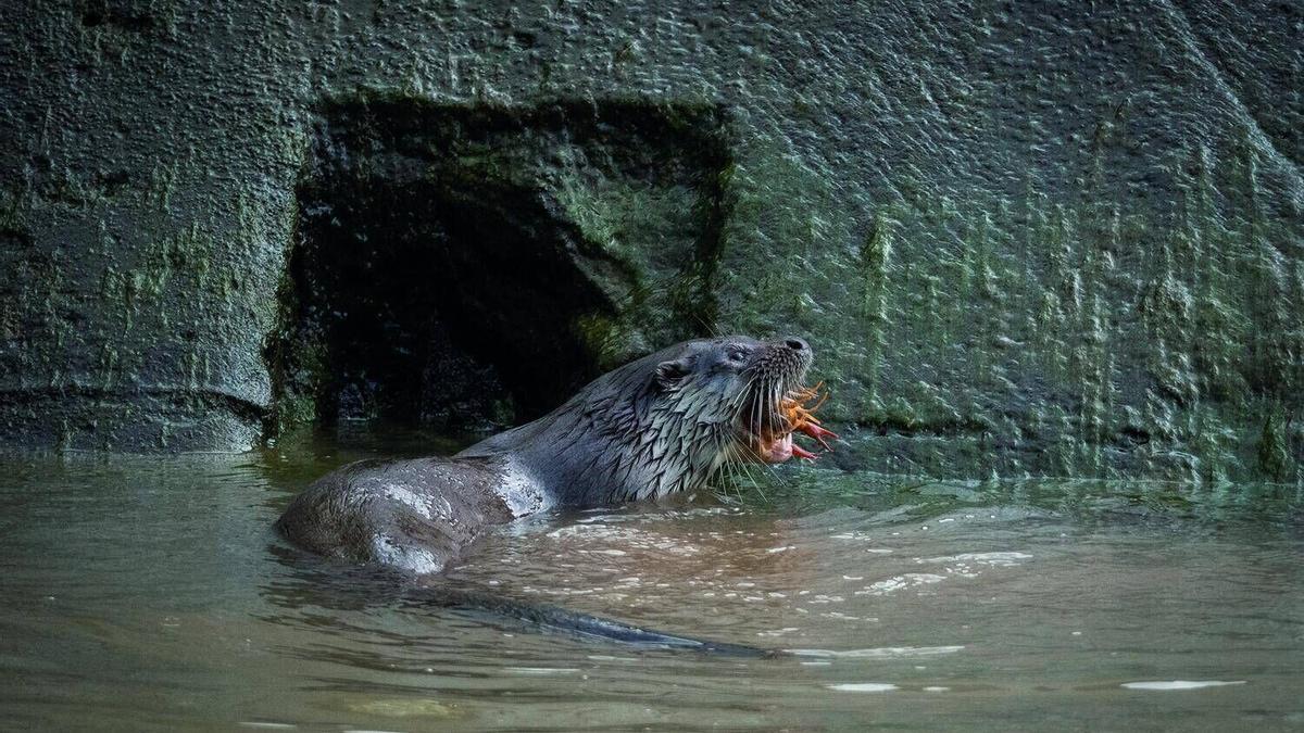 Aquests són els animals que pots veure lliures al riu Cardener al seu pas per Manresa